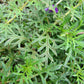 500 Purple HARDY MOSS VERBENA Tenuisecta Fragrant Flower Seeds
