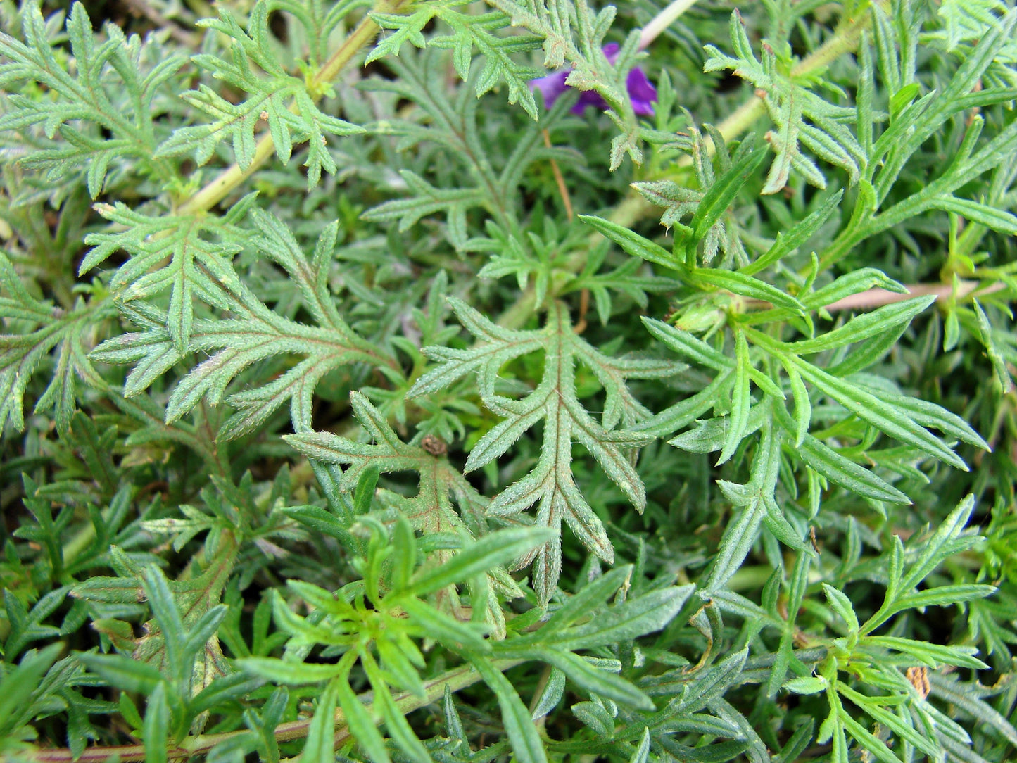 500 Purple HARDY MOSS VERBENA Tenuisecta Fragrant Flower Seeds