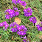 500 Purple HARDY MOSS VERBENA Tenuisecta Fragrant Flower Seeds