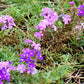500 Purple HARDY MOSS VERBENA Tenuisecta Fragrant Flower Seeds