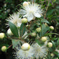 20 TRUE MYRTLE Myrtus Communis aka Common & Sweet Myrtle Fragrant White Flower Edible Blue Berry Fruit Shrub Seeds