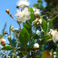 20 TRUE MYRTLE Myrtus Communis aka Common & Sweet Myrtle Fragrant White Flower Edible Blue Berry Fruit Shrub Seeds