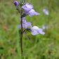 100 BLUE TOADFLAX Linaria Canadensis Antirrhinum Canadian Flower Seeds