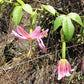 10 BANANA PASSION FRUIT Pink Passion Flower Passiflora Mollissima Yellow Skin Orange Pulp Vine Seeds