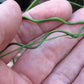 10 CORKSCREW RUSH Spiral Grass Juncus Effusus Spiralis Wetland Pond Seeds