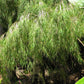 10 MEXICAN WEEPING BAMBOO Otatea Acuminata Rare Seeds
