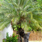 10 PYGMY DATE PALM Phoenix Roebelenii Dwarf Miniature Ornamental Fruit Tree Houseplant Seeds