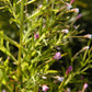 100 CINNAMON WILLOWHERB Eastern Purpleleaf Epilobium Coloratum Flower Seeds