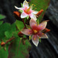 50 Marsh SAINT JOHN'S WORT Hypericum Virginicum Pink Mauve Flower Seeds