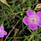 100 FALSE PURPLE FOXGLOVE Rose Gerardia Wetland Agalinis Purpurea Flower Seeds