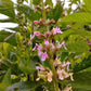 100 CANADIAN GERMANDER American Wood Sage Teucrium Canadense Herb Flower Seeds