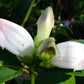 50 WHITE TURTLEHEAD Chelone Glabra Flower Seeds