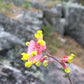 50 ROCK HARLEQUIN Pink & Yellow Corydalis Sempervirens Flower Seeds