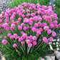50 SEA THRIFT Armeria Maritima California Sea Pink Cliff Rose Cushion Pink Lavender Native Maritime Flower Seeds