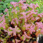 50 SEASTAR / WIDOWS Cross SEDUM Sea Star Stonecrop Sedum Pulchellum Flower Seeds