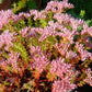 50 SEASTAR / WIDOWS Cross SEDUM Sea Star Stonecrop Sedum Pulchellum Flower Seeds