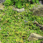 1000 Bulk CORSICAN MINT Mentha Requienii Herb Fragrant Ground Cover Flower Seeds