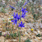 10 BLUE SIBERIAN LILY Mountain Ixia Altai Ixiolirion Tataricum Flower Seeds