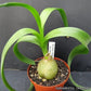 20 PREGNANT ONION SEEDS aka False Sea Onion Lily Ornithogalum Caudatum Flower Good Houseplant
