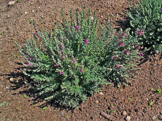 20 CAT THYME Teucrium Marum aka Cat Crack, Kitty Crack, & Mediterranean Germander Silvery Foliage Red Purple Flower Herb Sub-Shrub Seeds