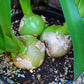 20 PREGNANT ONION SEEDS aka False Sea Onion Lily Ornithogalum Caudatum Flower Good Houseplant