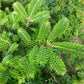 Grow Your Own CHRISTMAS TREE - Fraser Fir ( Abies Fraseri ) Gift Packet of Tree Seeds