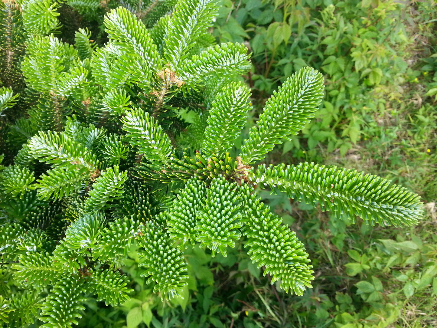 Grow Your Own CHRISTMAS TREE - Fraser Fir ( Abies Fraseri ) Gift Packet of Tree Seeds