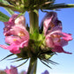 100 Pink CHINESE MOTHERWORT Leonurus Japonicus Siberian Honey Herb Flower Seeds