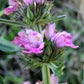 100 Pink CHINESE MOTHERWORT Leonurus Japonicus Siberian Honey Herb Flower Seeds