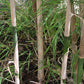 10 MEXICAN WEEPING BAMBOO Otatea Acuminata Rare Seeds