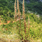 200 GRECIAN FOXGLOVE Wooly Digitalis Lanata Hummingbird White Yellow Purple Brown Flower Seeds