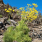 15 GIANT FENNEL Ferula Communis Gigantea Yellow Flower Herb Seeds
