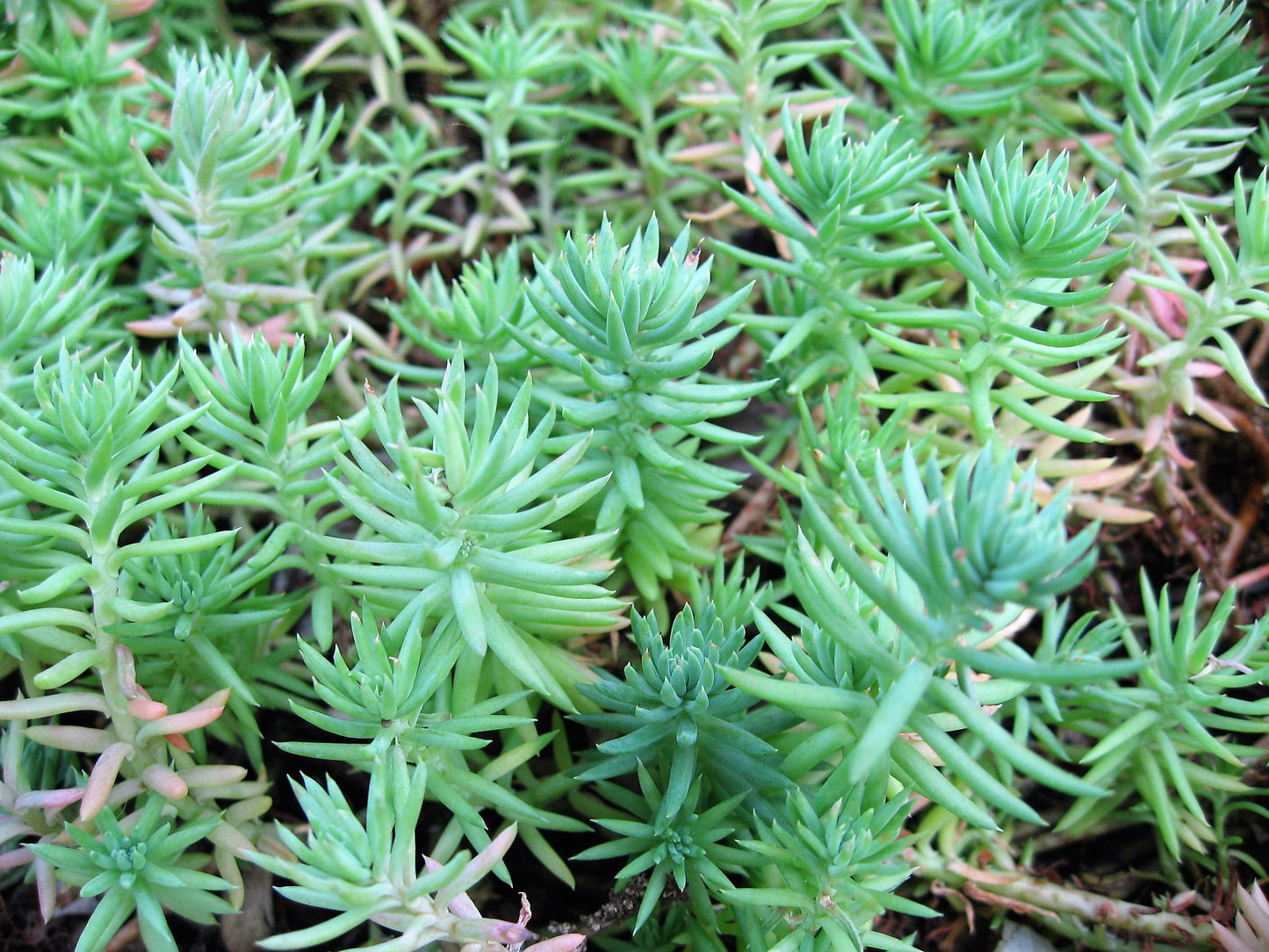 50 BLUE SPRUCE SEDUM Reflexum Succulent Jenny's Stonecrop Goldmoss Yellow Flower Seeds