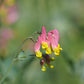 50 ROCK HARLEQUIN Pink & Yellow Corydalis Sempervirens Flower Seeds
