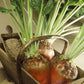 75 Giant Red BEET Mangelwurzel Mangel Mangold Wurzel Mammoth Long Beta Vulgaris Seeds