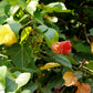 10 PORTIA TREE Yellow Pink Purple Flowers Change Color Pacific Rosewood Tulip Thespesia Populnea Seeds