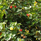 10 PORTIA TREE Yellow Pink Purple Flowers Change Color Pacific Rosewood Tulip Thespesia Populnea Seeds
