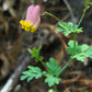 50 ROCK HARLEQUIN Pink & Yellow Corydalis Sempervirens Flower Seeds