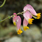 50 ROCK HARLEQUIN Pink & Yellow Corydalis Sempervirens Flower Seeds