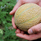 100 Minnesota MIDGET CANTALOUPE MELON Cucumis Melo Reticulatus Fruit Seeds