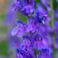 300 Blue ROCKY MOUNTAIN BEARDTONGUE Penstemon Strictus Flower Seeds