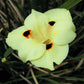 20 YELLOW AFRICAN IRIS Fortnight Lily Dietes Bicolor Butterfly Flag Spanish Peacock Iris Flower Seeds