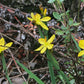 10 YELLOW EYED GRASS Ornamental Sisyrinchium Californicum Flower Seeds