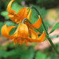 20 COLUMBIAN TIGER LILY Oregon Lily Lilium Columbianum syn. Canadense Parviflorum Orange Maroon Spotted Native Flower Seeds