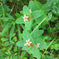50 Marsh SAINT JOHN'S WORT Hypericum Virginicum Pink Mauve Flower Seeds