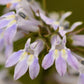 300 PALESPIKE LOBELIA Upright Light Blue Pale Spiked Spicata Flower Seeds