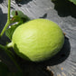 30 CRENSHAW MELON ( Muskmelon / Winter Melon / Cranshaw ) Cucumis Melo Fruit Seeds