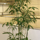 5 BAMBOO PALM Chamaedorea Seifrizii Reed or Parlor Palm Tree Sun Shade Houseplant Seeds