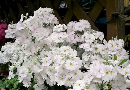 100 WHITE FAIRY PRIMROSE Primula Malacoides Baby Primrose Shade Houseplant Flower Seeds