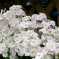 100 Mixed Colors FAIRY PRIMROSE Primula Malacoides Red Pink Purple White Baby Primrose Shade Houseplant Flower Seeds